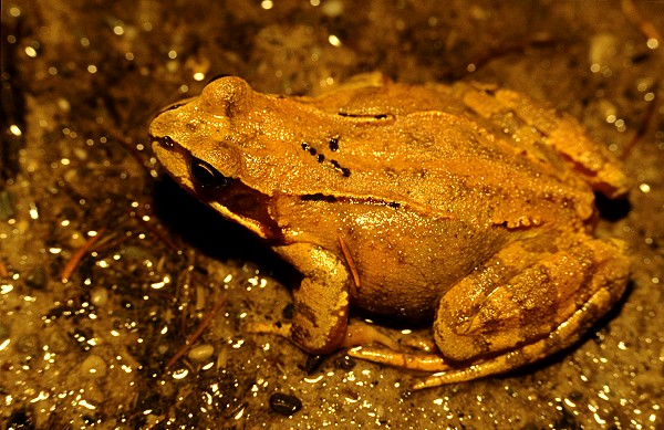 Grasfrosch